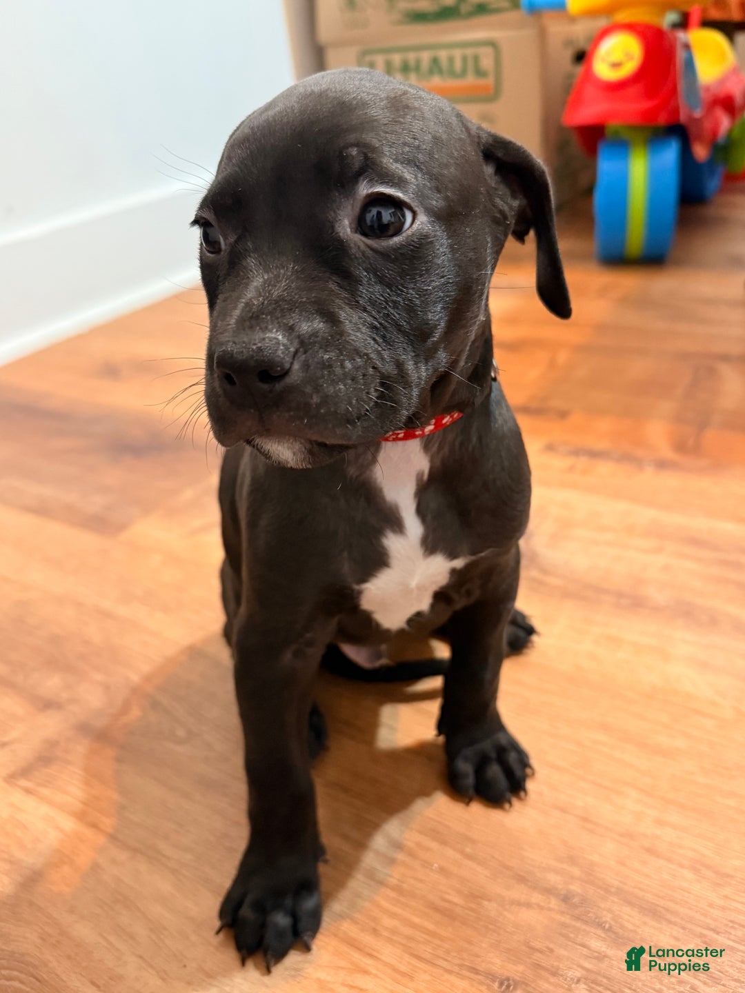 Mixed Breed dogs for sale: Pup Orange - Ad 6