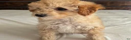 Toy Poodle dogs for sale: Honey  - Ad 7