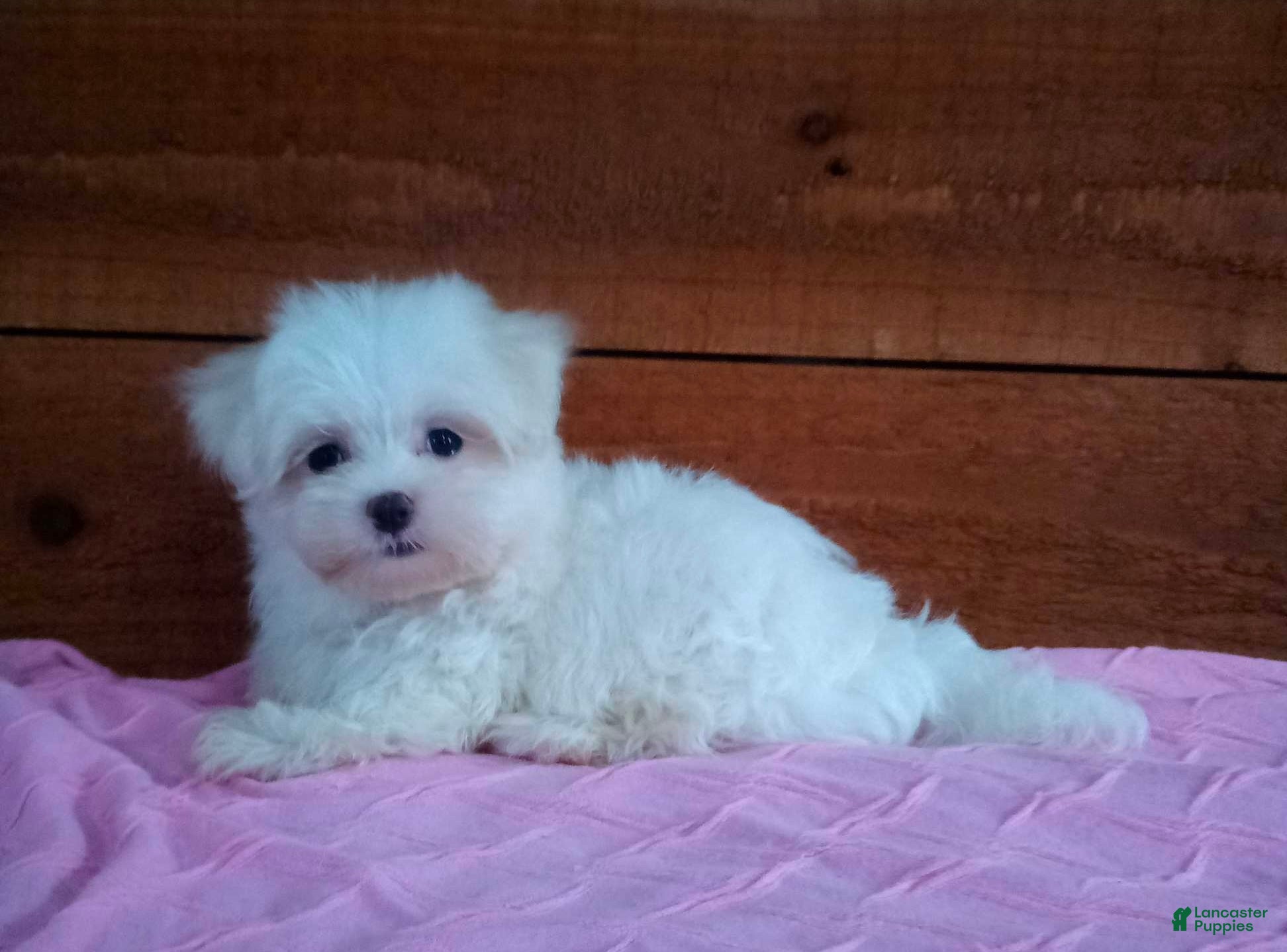 Maltese dogs Sophie - Ad 2