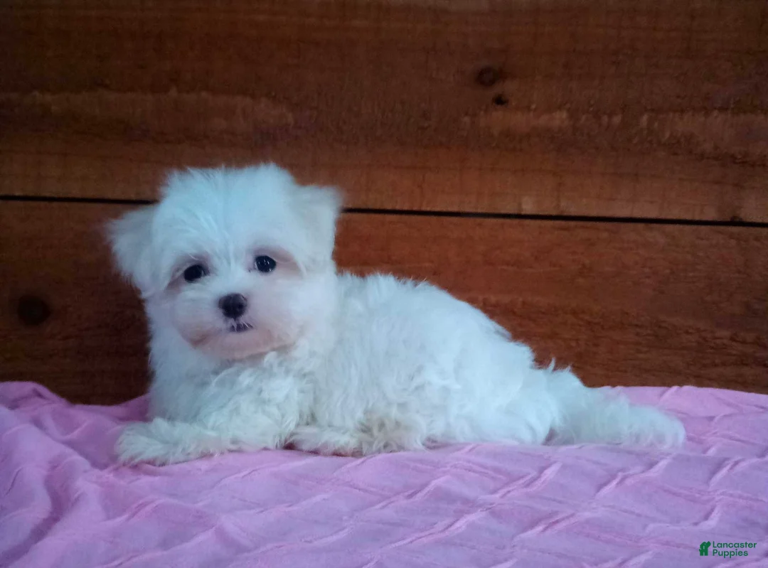 Maltese dogs for sale: Sophie - Ad 2