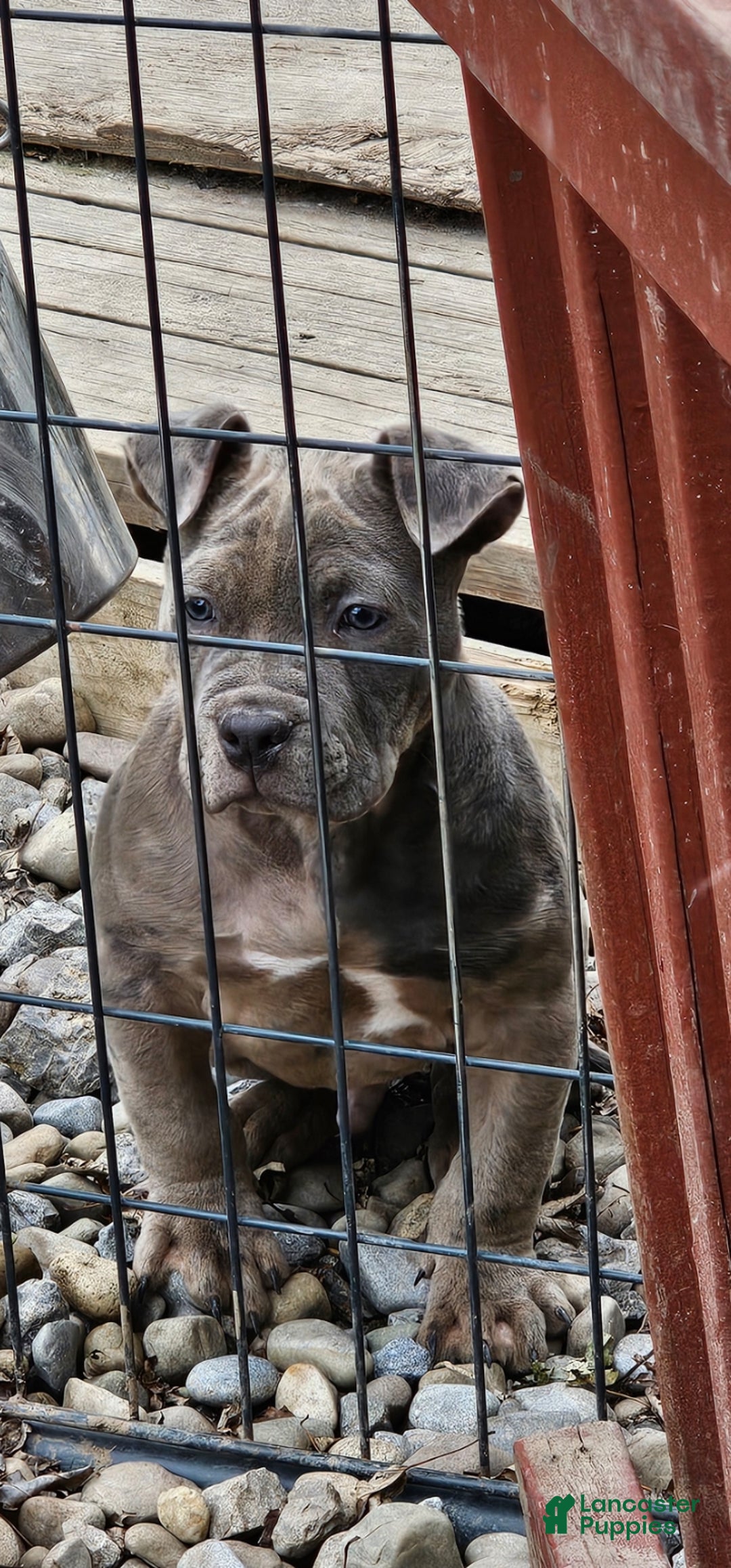 American Bully dogs for sale: American Bully Puppy 1 - Ad 5