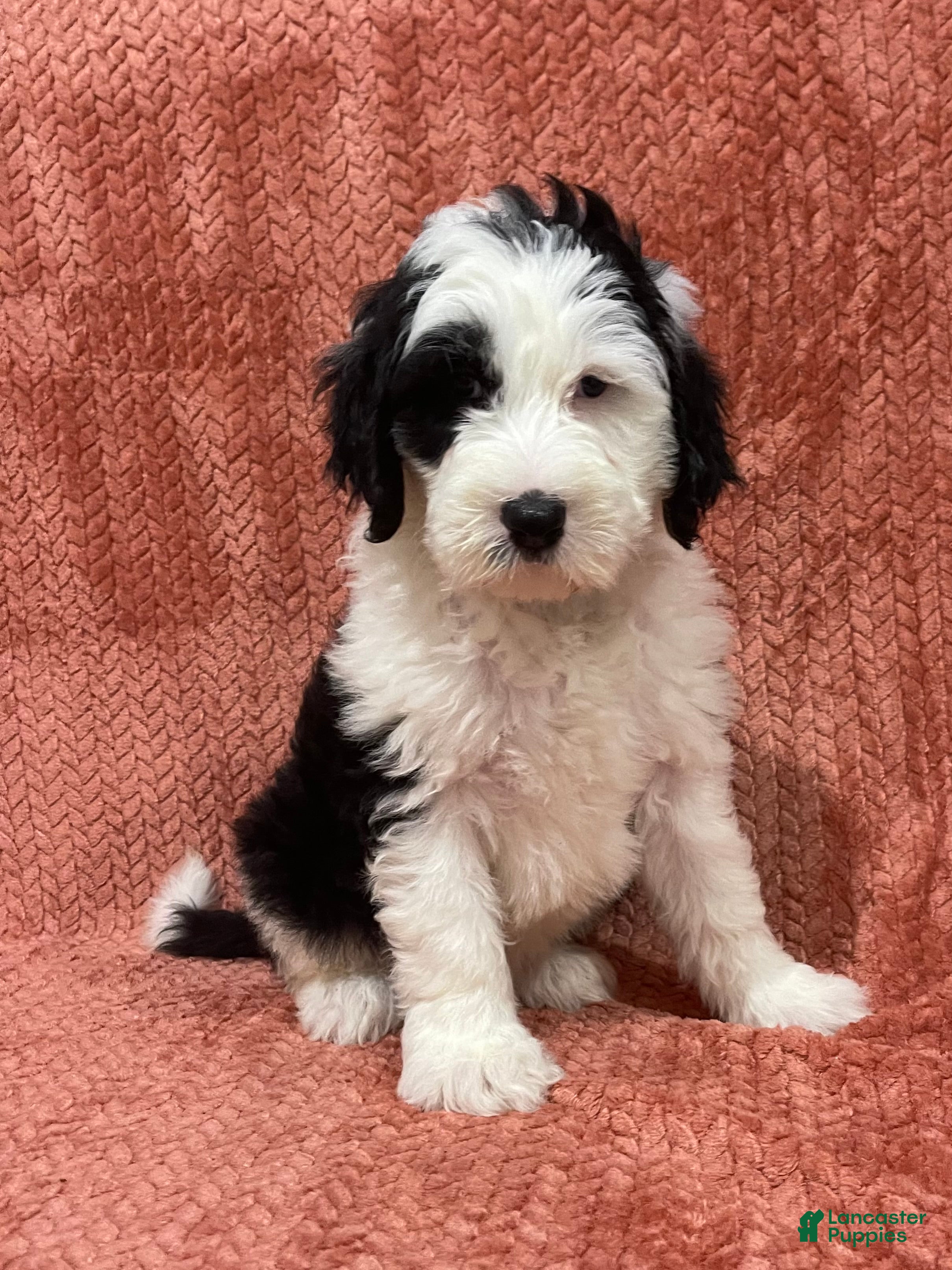 Sheepadoodle dogs Mercy - Ad 23