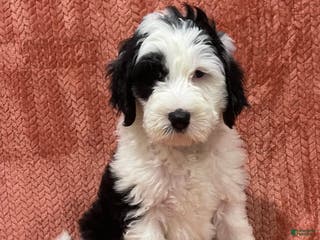 Sheepadoodle dogs Mercy - Ad 24