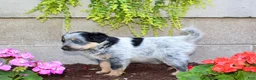 Australian Cattle Dog dogs for sale: Boomer - Ad 4