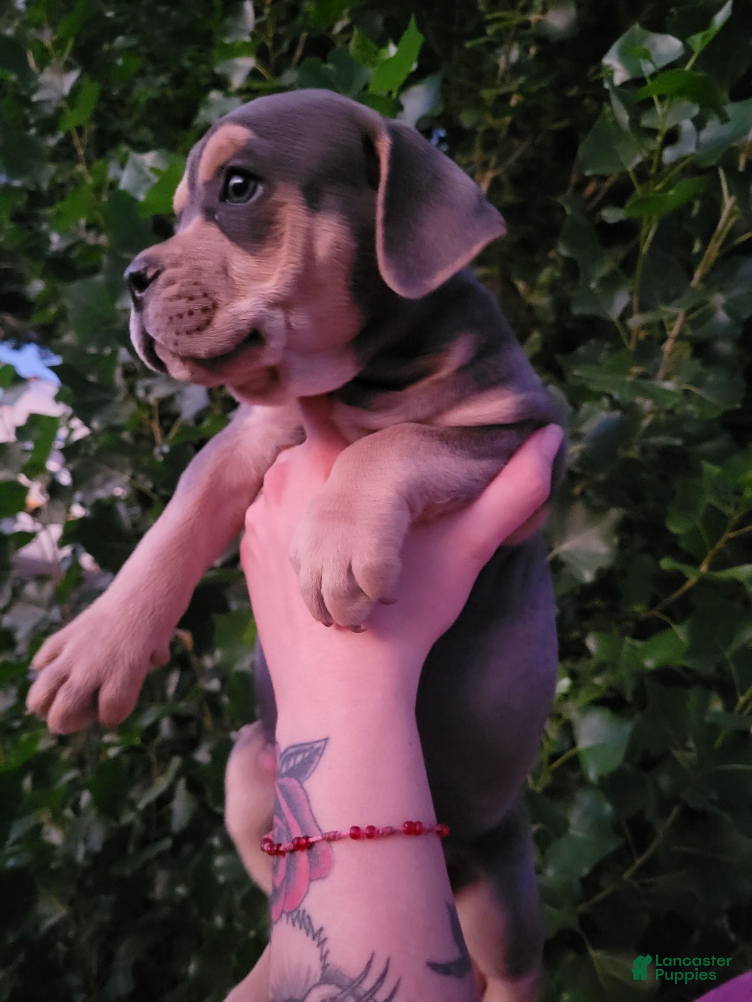 English Bulldog dogs Blue and Tan - Ad 31