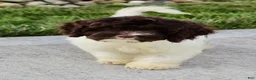 Cockapoo dogs for sale: Atlas - Ad 2