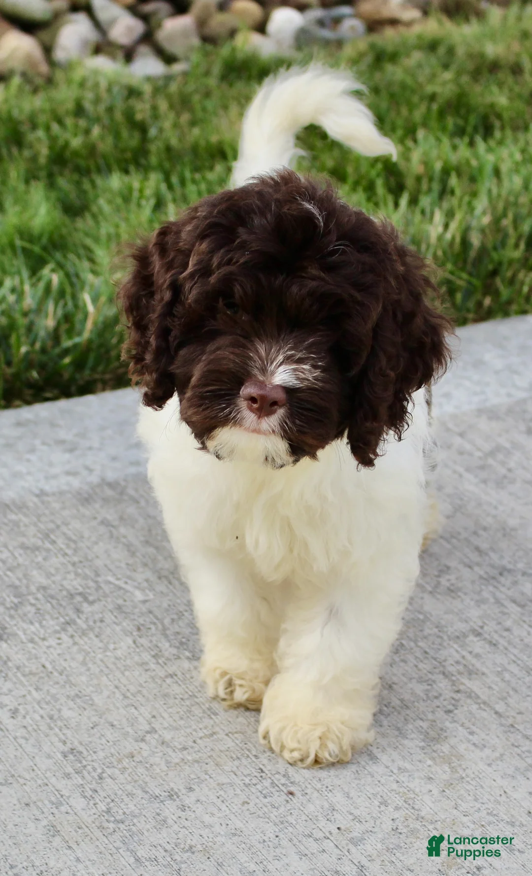Cockapoo dogs for sale: Atlas - Ad 2