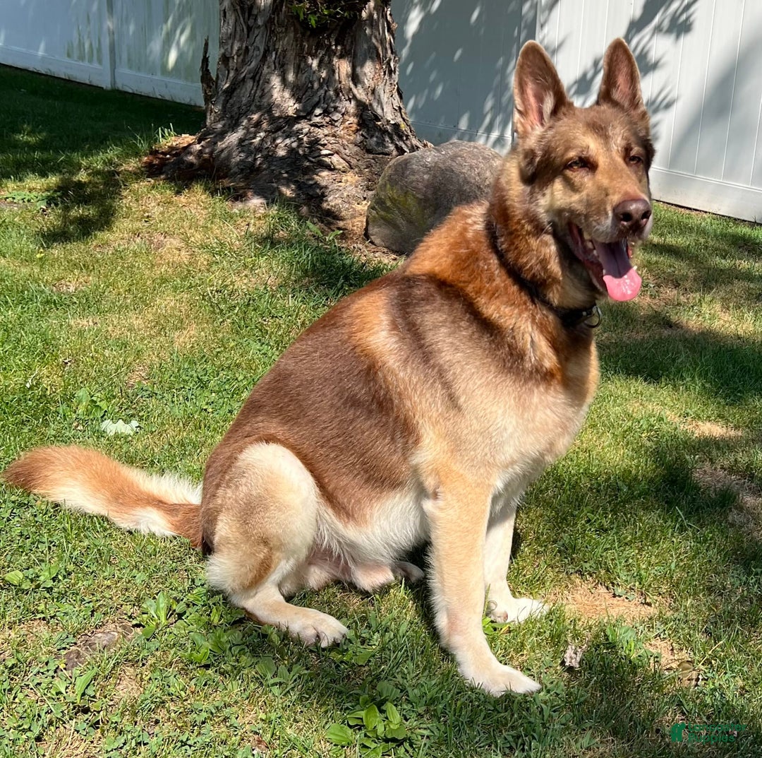 German Shepherd dogs for stud: Rafiki Von Moyer Haus - Ad 2