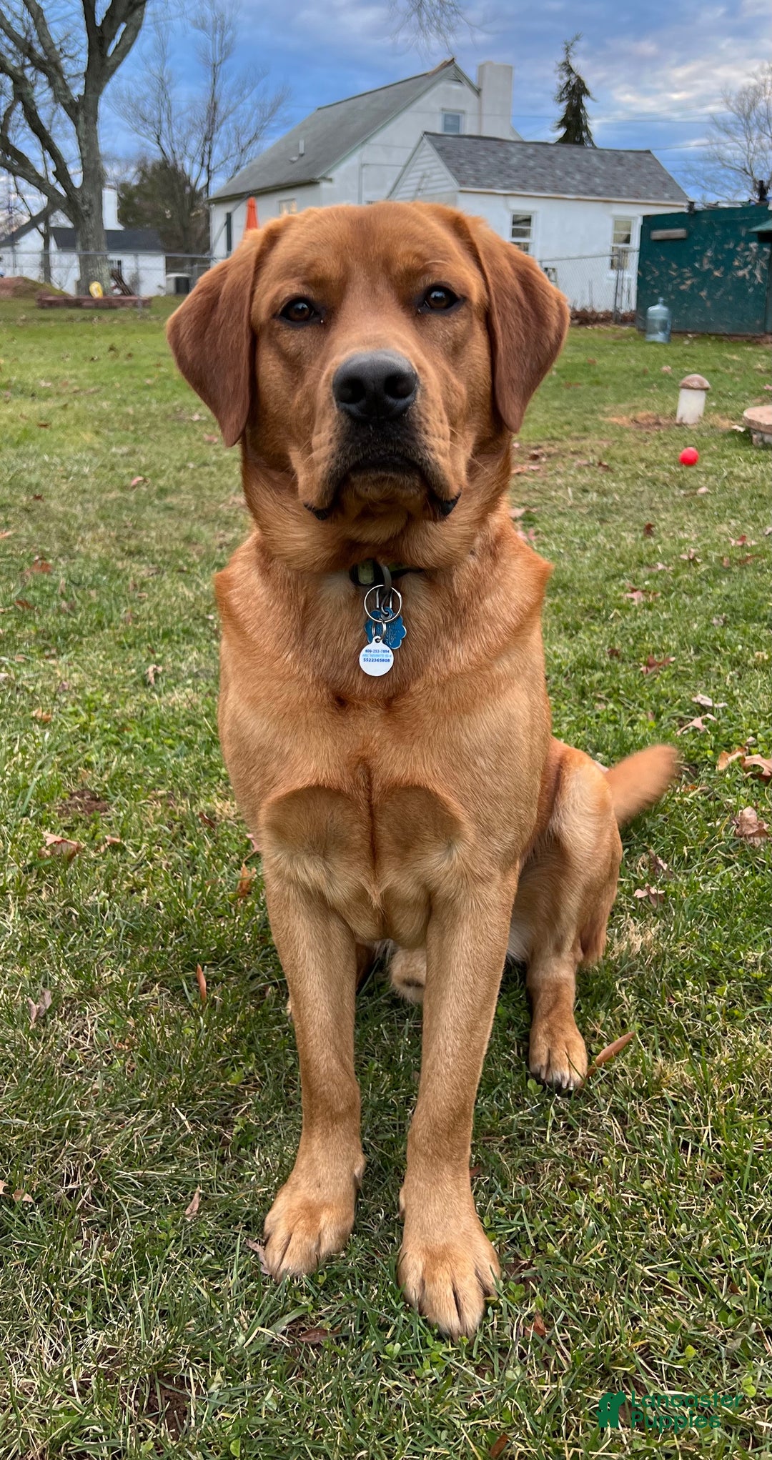 Labrador Retriever dogs for sale: Eleanor Rigby - Ad 6