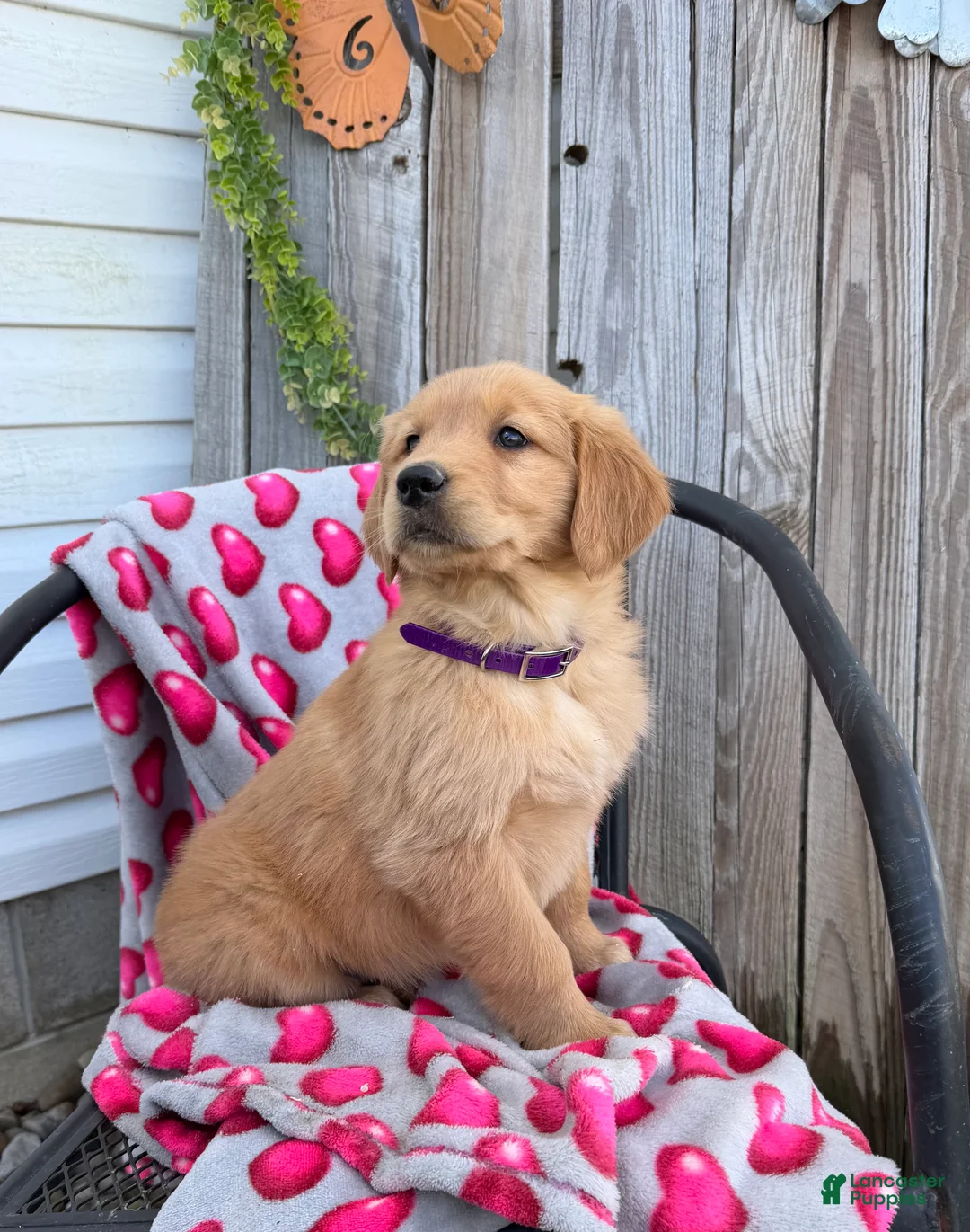 Golden Retriever dogs for sale: Angie - Ad 4