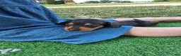 Dachshund dogs for sale: Bella - Ad 24
