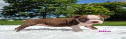 Boston Terrier dogs for sale: Rita - Ad 7