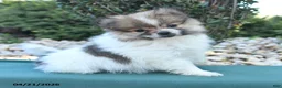 Pomeranian dogs for sale: Pam - Ad 2
