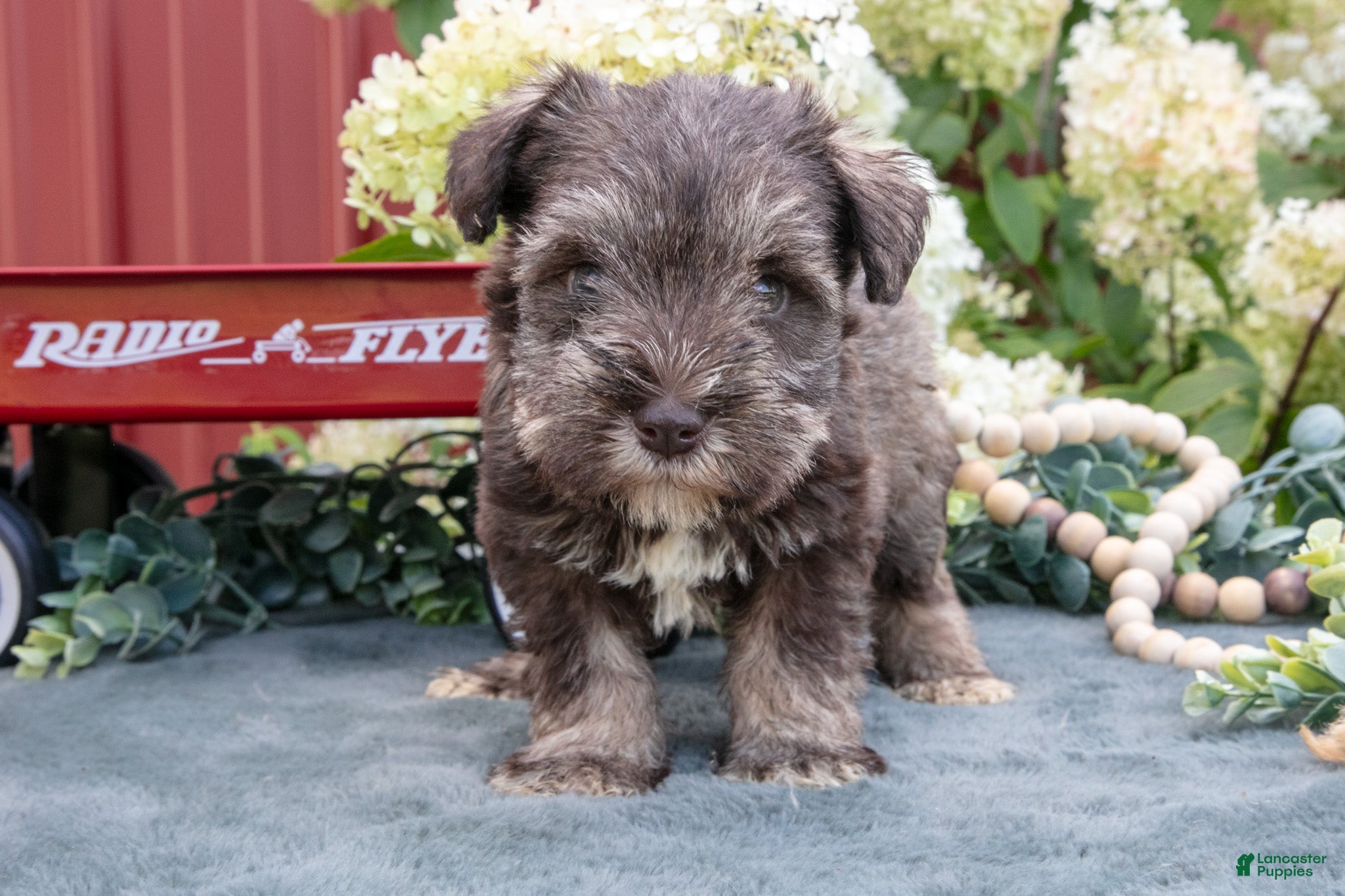 Miniature Schnauzer dogs Alice - Ad 2