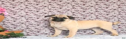 Pug dogs for sale: Lechito - Ad 3