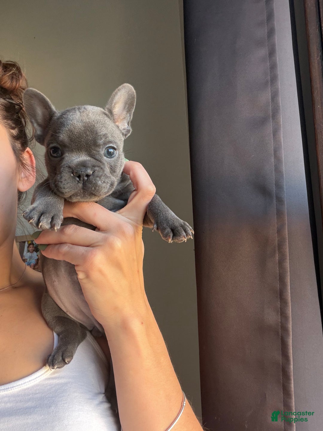 French Bulldog dogs for sale: French Bulldog Puppy 3 - Ad 7