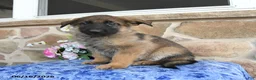 German Shepherd dogs for sale: Sphinx - Ad 1