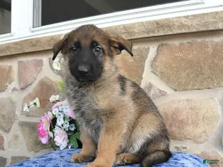 German Shepherd dogs for sale: Sphinx - Ad 3