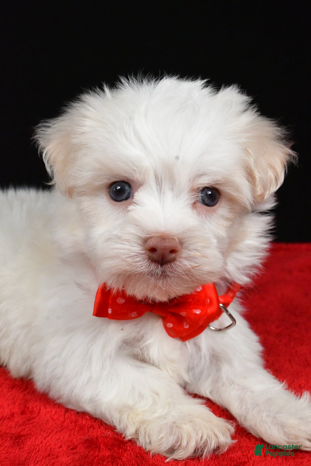 Havanese dogs for sale: Zain - Ad 2