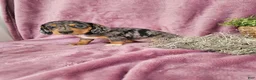 Dachshund dogs for sale: Macey - Ad 8