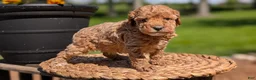 Miniature Poodle dogs for sale: Muna - Ad 11