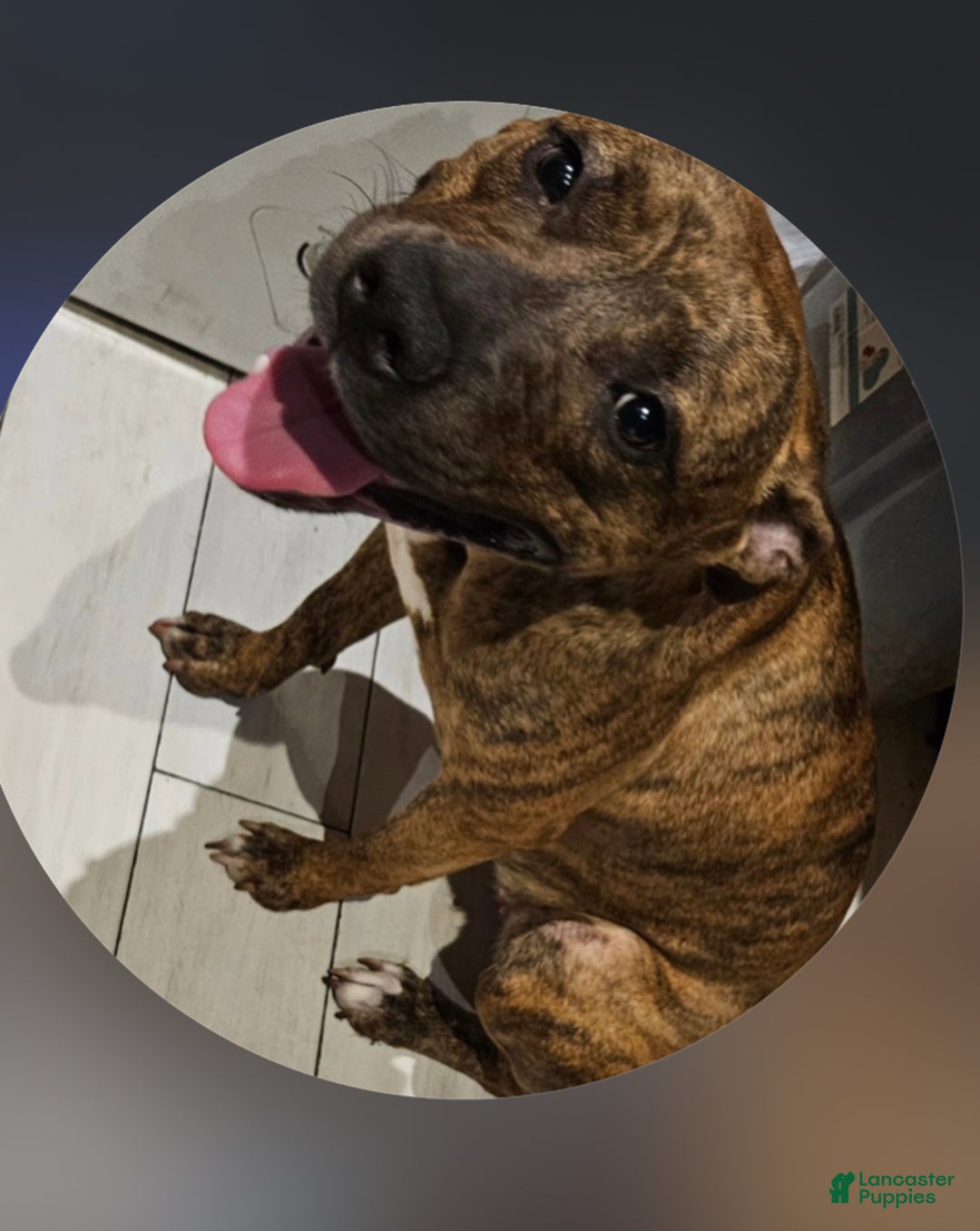 Mixed Breed dogs for sale: Jada - Ad 5