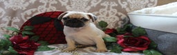Pug dogs for sale: Casey - Ad 4