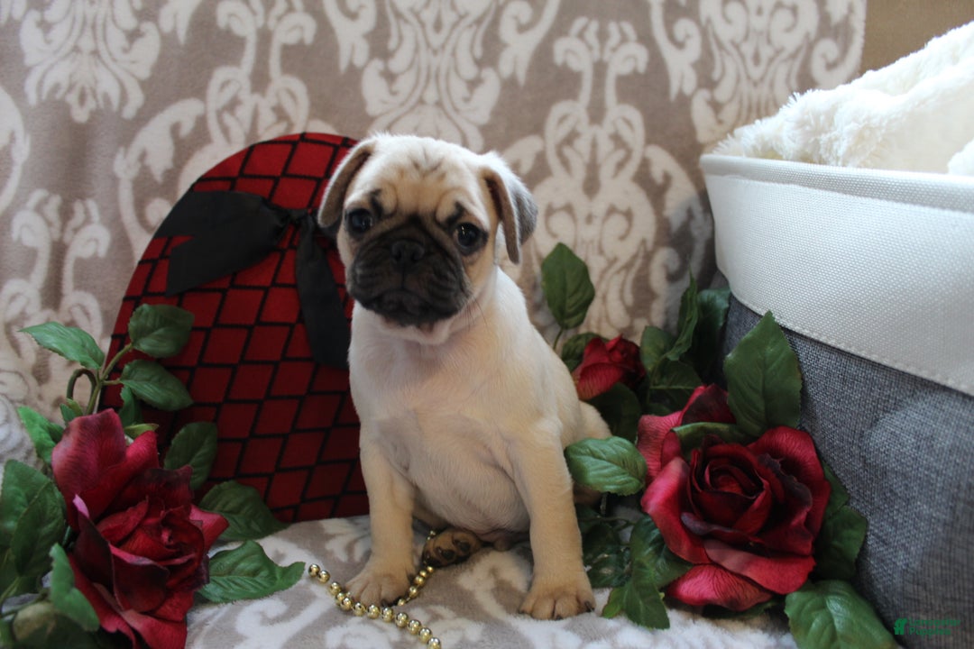 Pug dogs for sale: Casey - Ad 4
