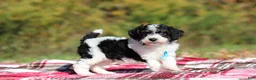 Miniature Poodle dogs for sale: Jace (AKC) - Ad 3