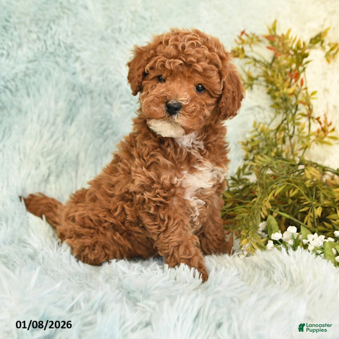 Cockapoo dogs for sale: Boots - Ad 1