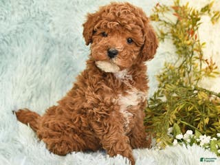 Cockapoo dogs for sale: Boots - Ad 1
