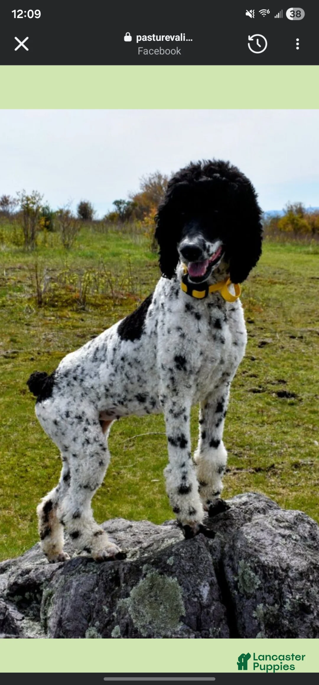 Standard Poodle dogs for sale: Standard Poodle Puppy  - Ad 11