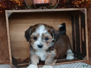 Havanese dogs - Ad 16