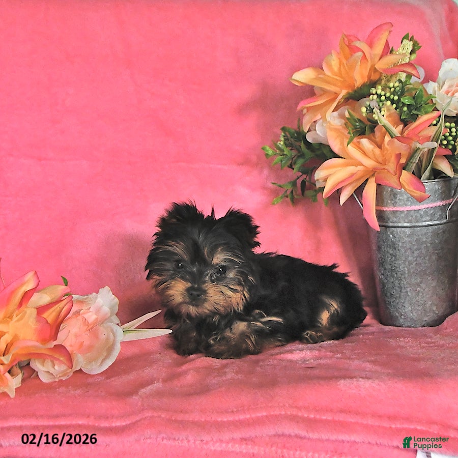 Yorkshire Terrier dogs Alyssa - Ad 2