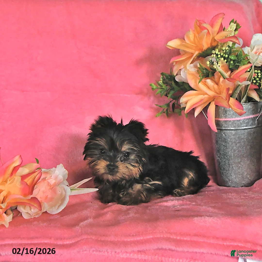 Yorkshire Terrier dogs for sale: Alyssa - Ad 2