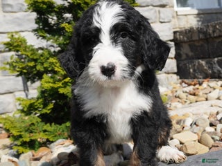 Bernedoodle dogs - Ad 26
