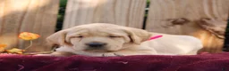 Labrador Retriever dogs for sale: Rosy  - Ad 3