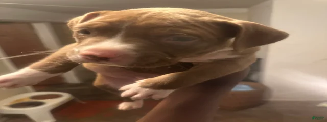 Snippa