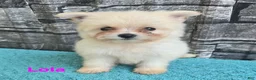Pomapoo dogs for sale: Pomapoo 4 - Ad 1