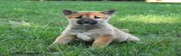 Shiba Inu dogs for sale: Ginger - Ad 4