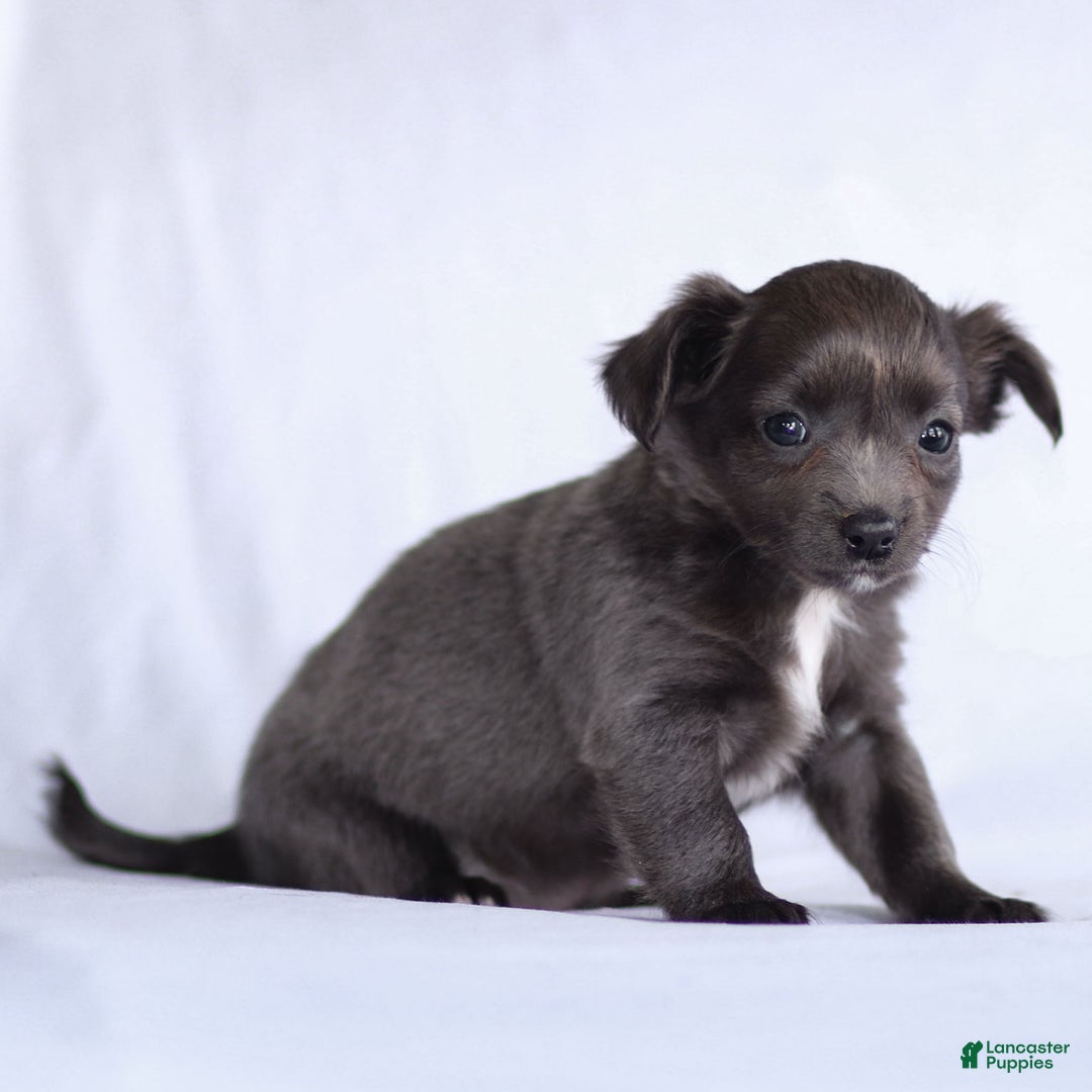 Chihuahua dogs for sale: Penny - Ad 10