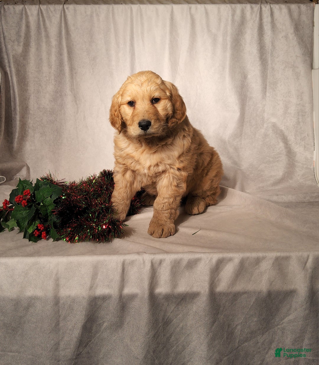 Goldendoodle dogs for sale: Becky - Ad 12