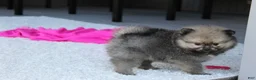 Pomeranian dogs for sale: Lola - Ad 6
