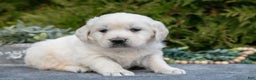 Golden Retriever dogs for sale: Micah - Ad 2