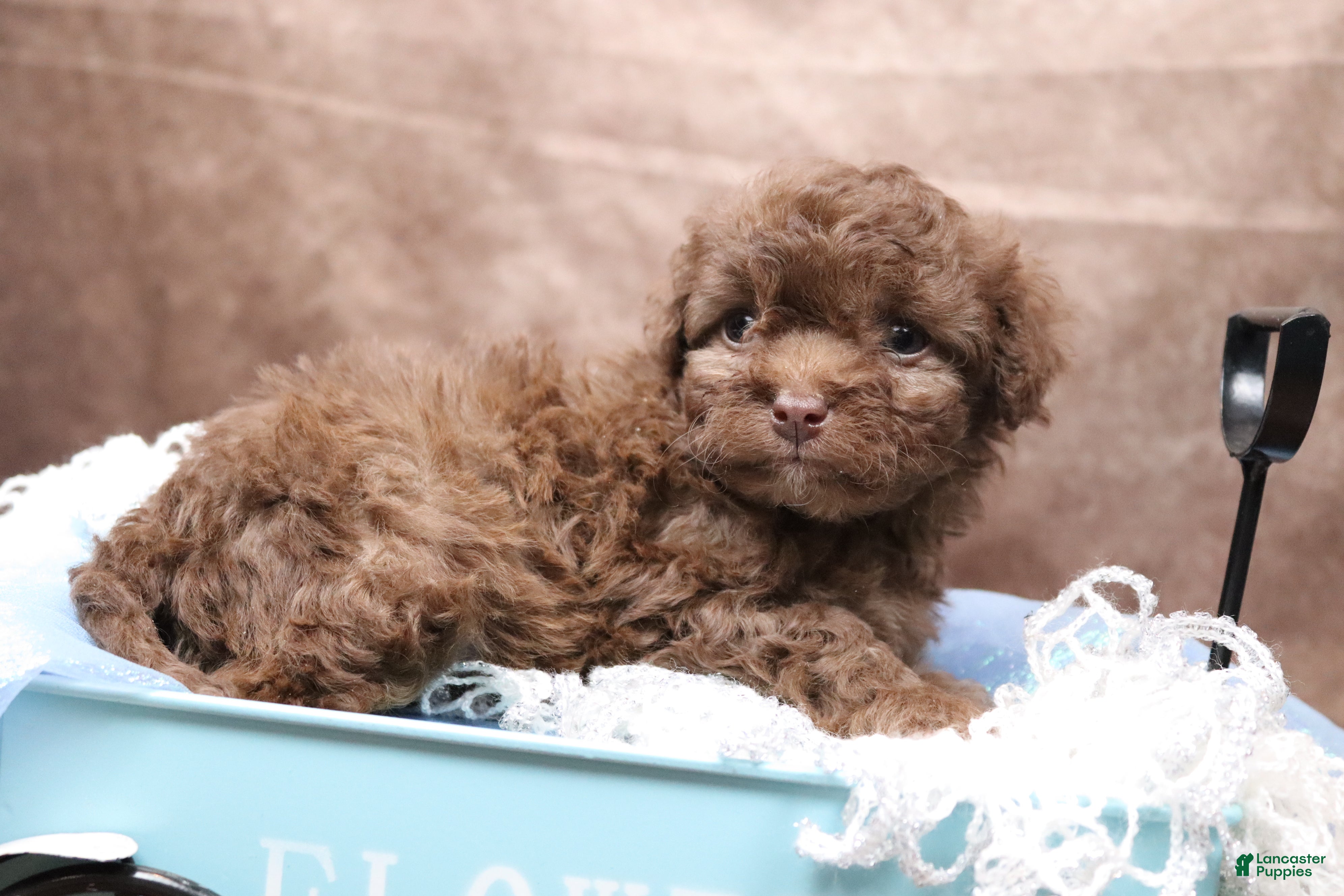 Cavapoo dogs Creamstick - Ad 2