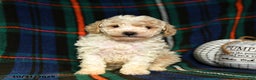 Toy Poodle dogs for sale: Ace - Ad 5