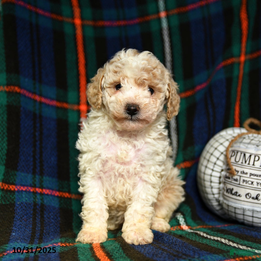 Toy Poodle dogs for sale: Ace - Ad 5