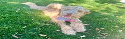 Bernedoodle dogs for sale: Wolfie - Ad 3