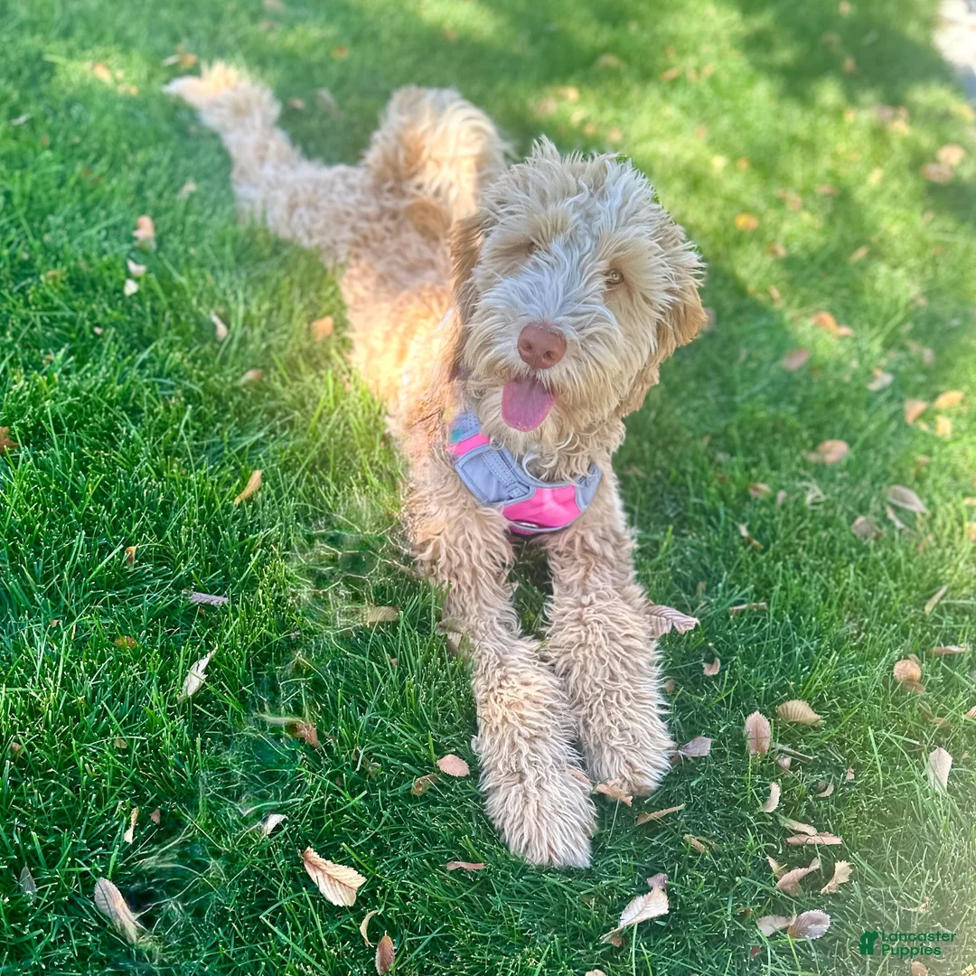 Bernedoodle dogs for sale: Wolfie - Ad 3