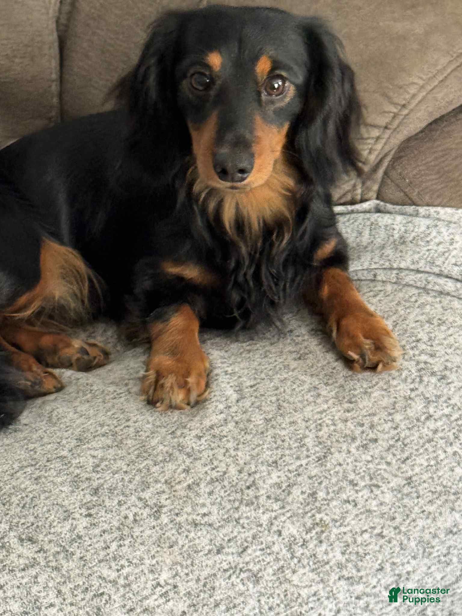 Miniature Dachshund dogs Miniature Dachshund Puppy 1 - Ad 18